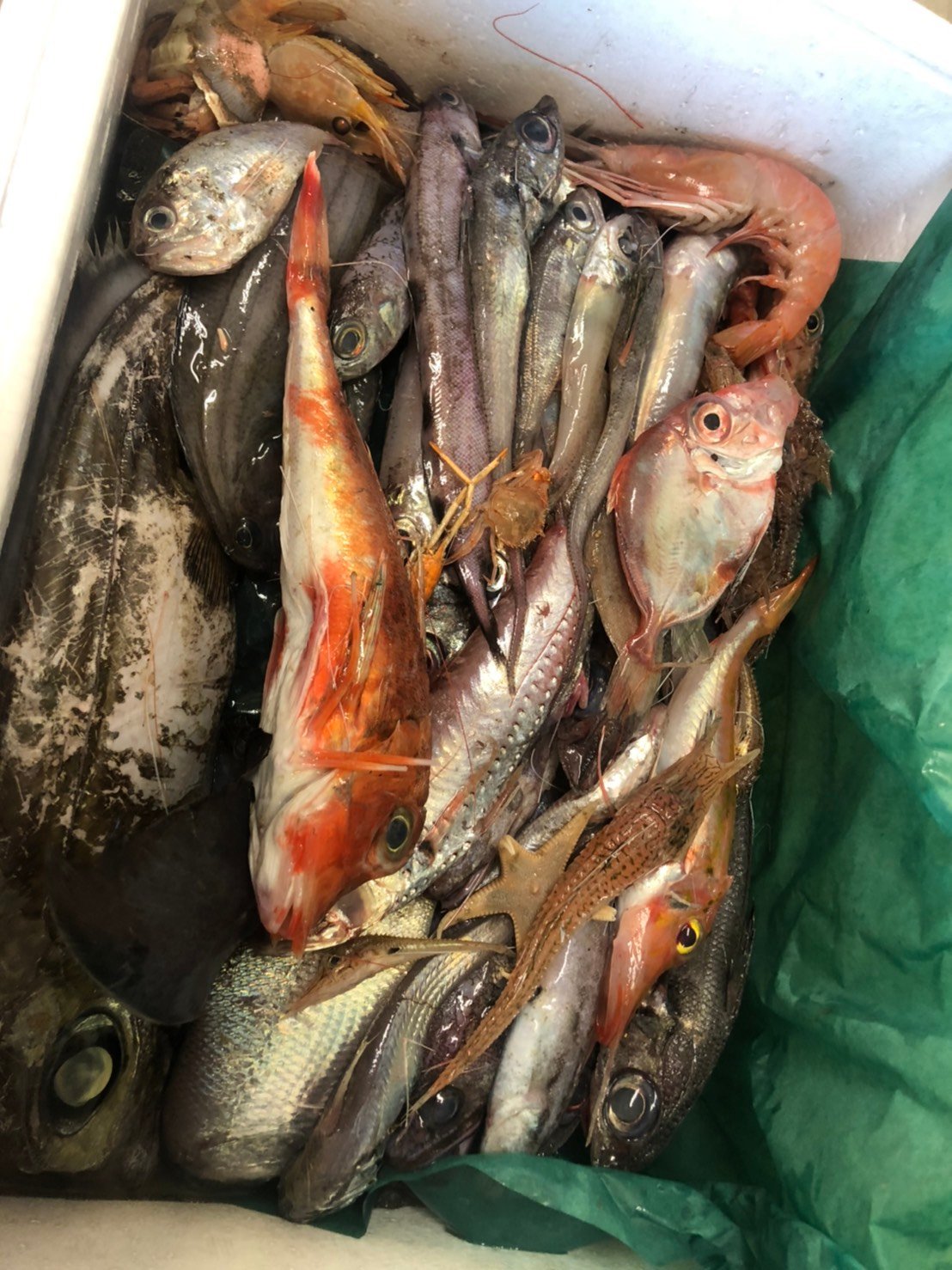 深海生物の標本【聖光見聞録1034】